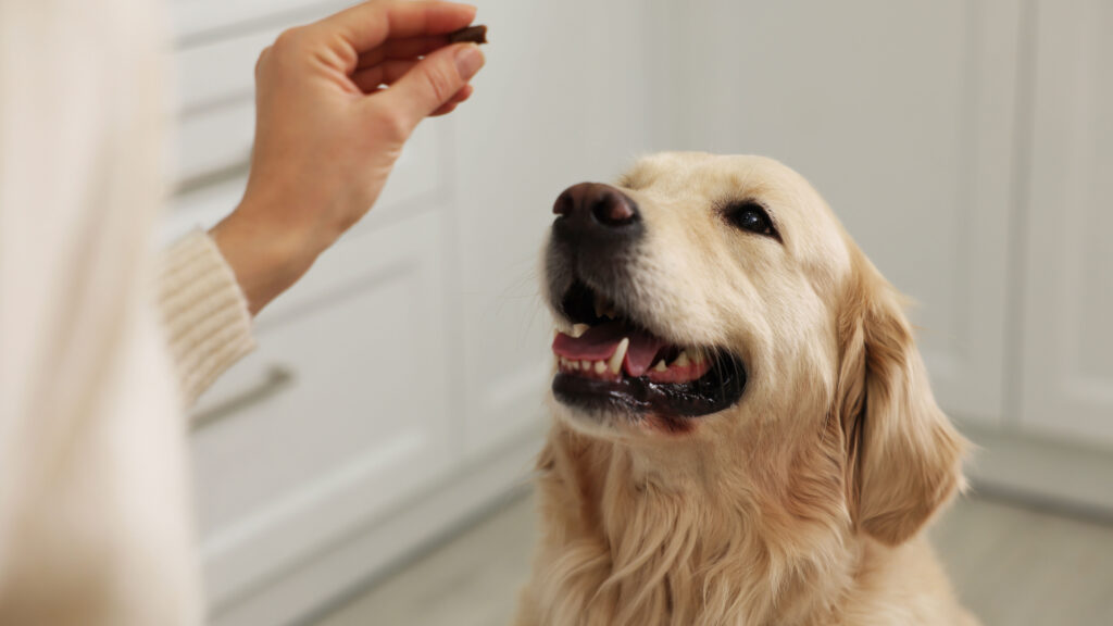 dog supplements treat