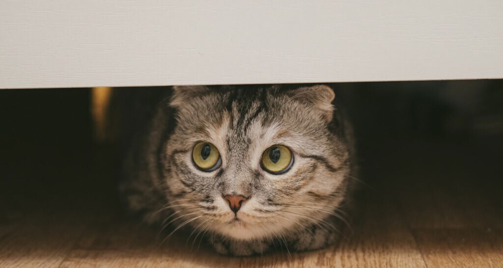 Stressed cat hiding. The best cat calming treats and supplements promote calm behavior.