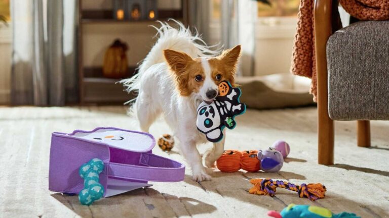 A dog chewing a toy from a dog boo basket