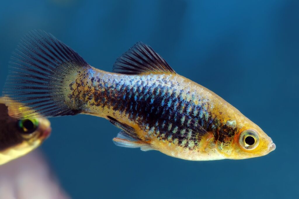 Black and blue platy swimming in its freshwater tank.