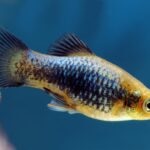 Platy Fish Care Guide: Tank Setup, Diet, Tank Mates, and More