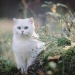 15 White Cat Breeds With Show-Stopping Coats