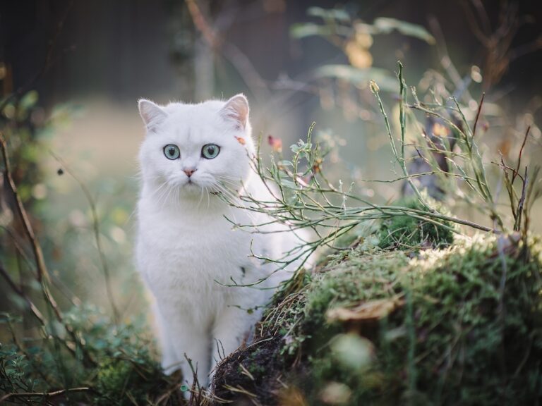 Silver-shaded British Shorthair Cat with green eyes in an autumn forest