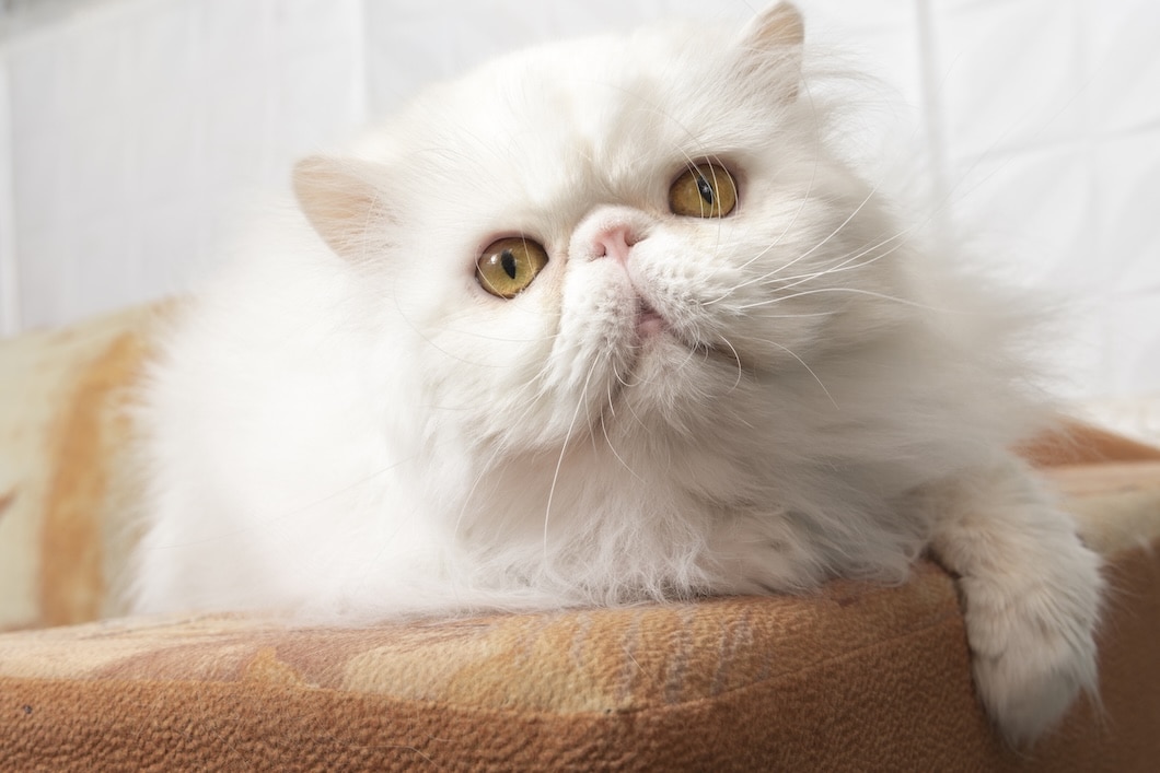 White Persian Cat with yellow eyes lying on an ottoman