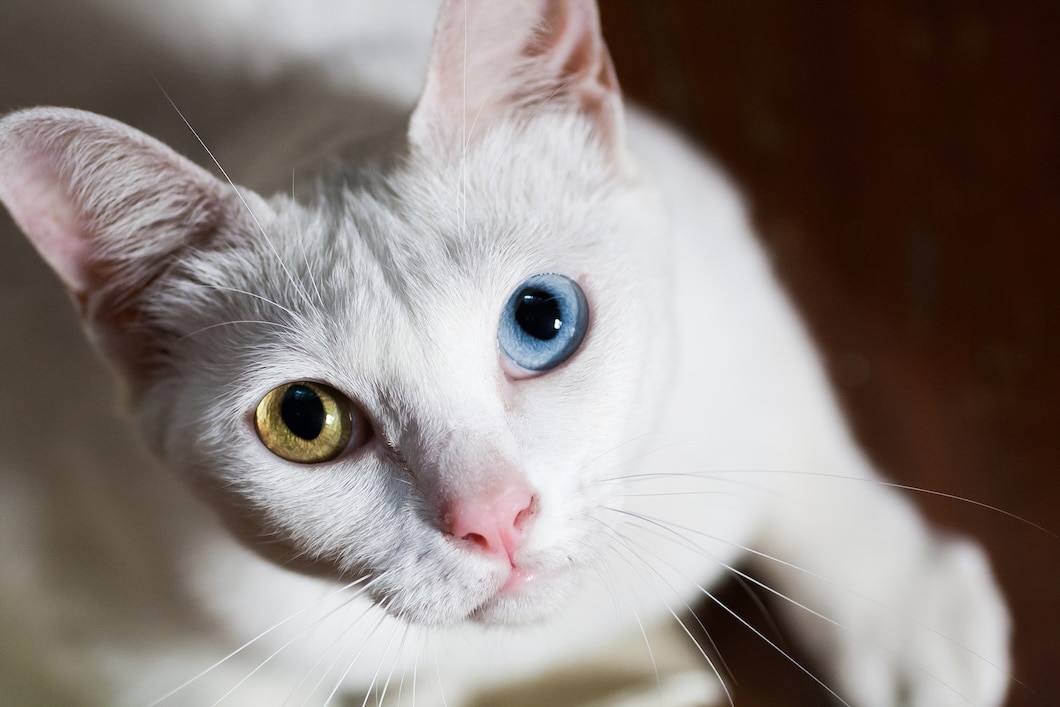 White Khao Manee Cat with odd-colored eyes