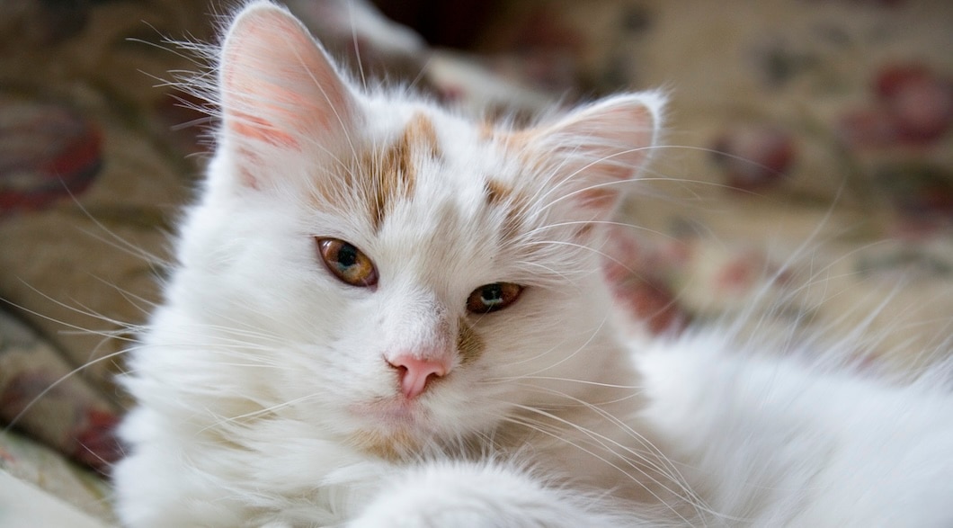 White Turkish Van Cat sitting and looking at the camera