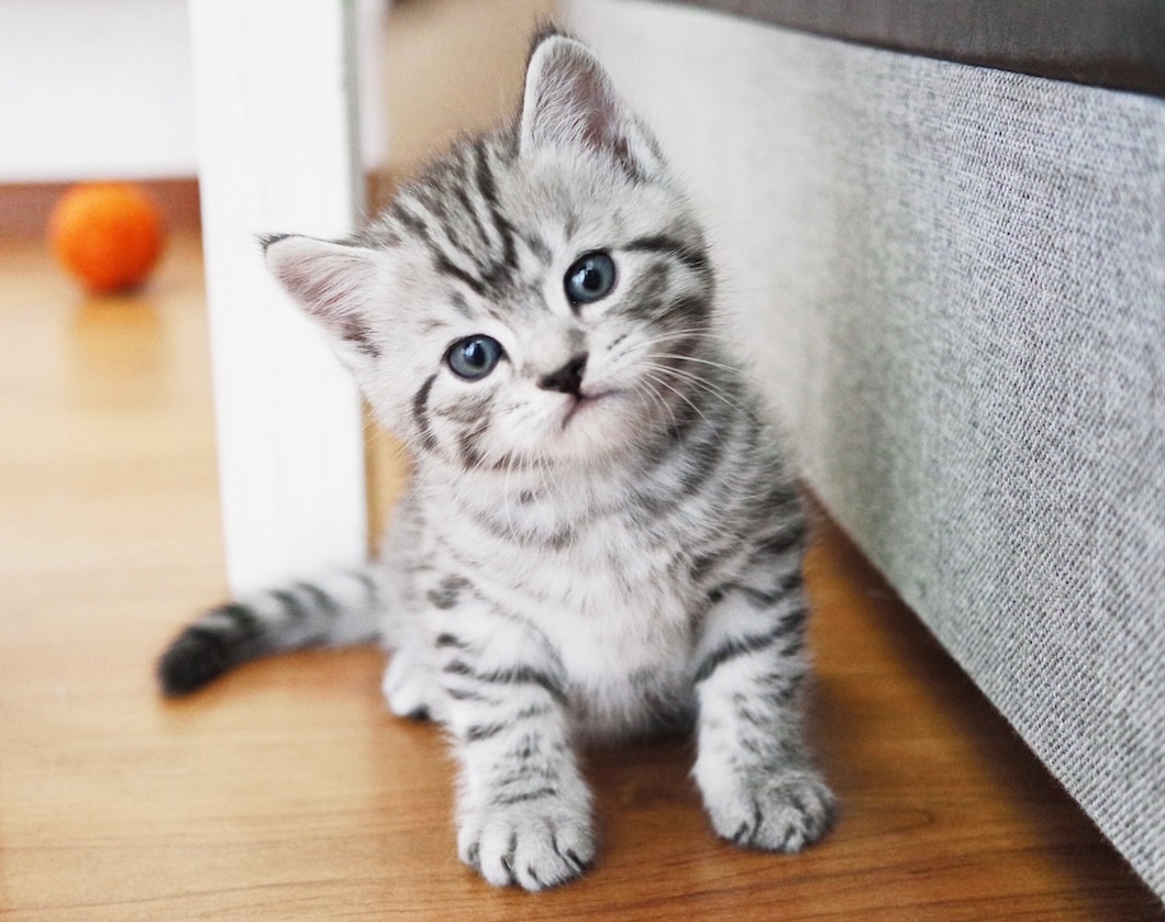 White American Shorthair kitten looking at the camera with a cocked head