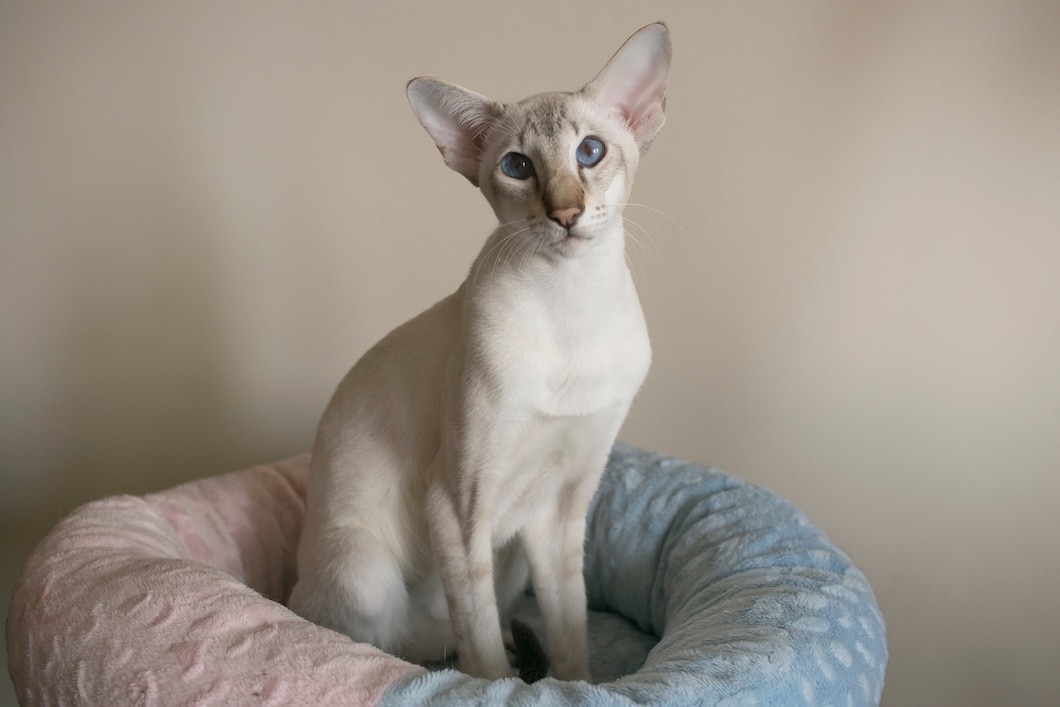 Oriental Shorthair Cat sitting in a cat bed and looking at the camera