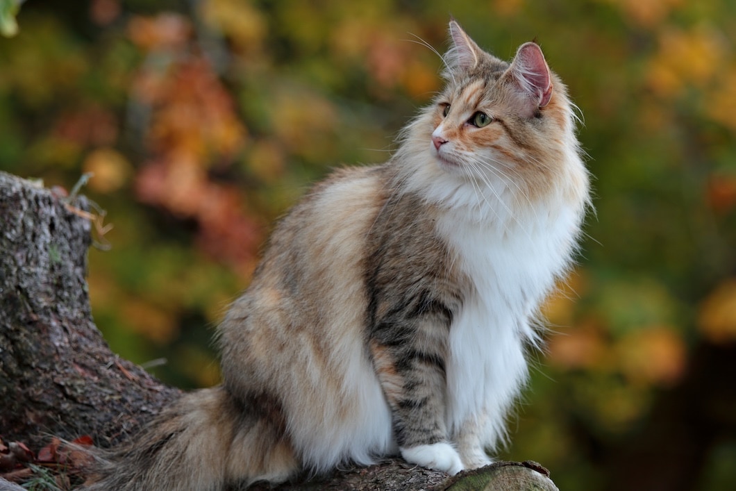 Norwegian Forest Cat in autumn scenery
