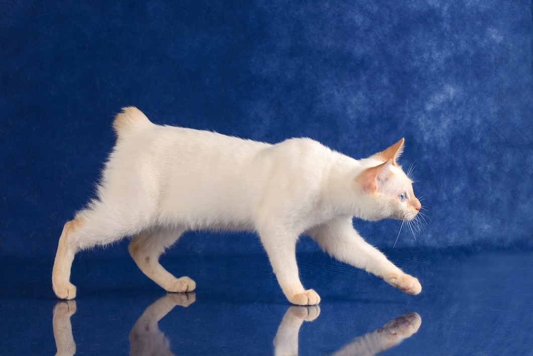 Mekong Bobtail Cat with blue eyes playing on the floor