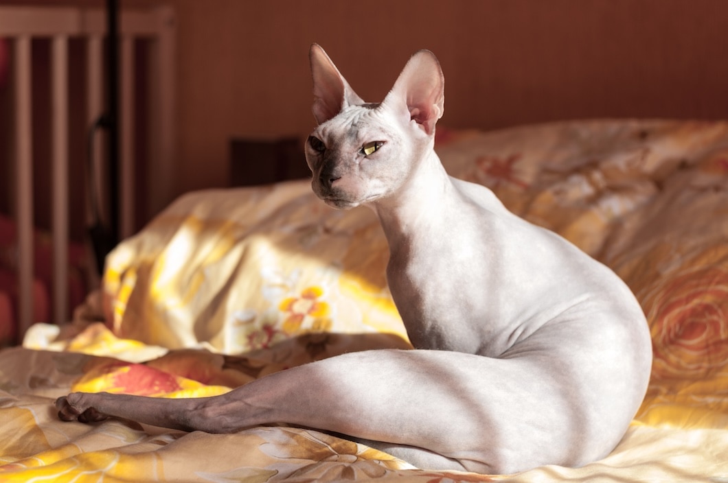 Donskoy Cat sitting on a bed in a sunlit bedroom