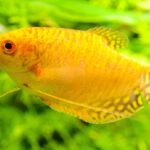Honey Gourami Care Guide: Tank Setup, Diet, Tank Mates, and More