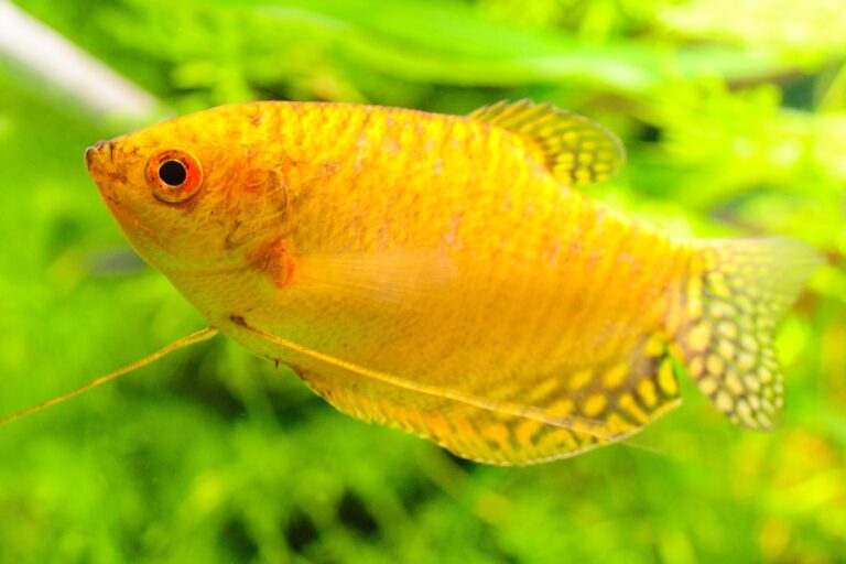 Gold honey gourami swimming in a freshwater tank.