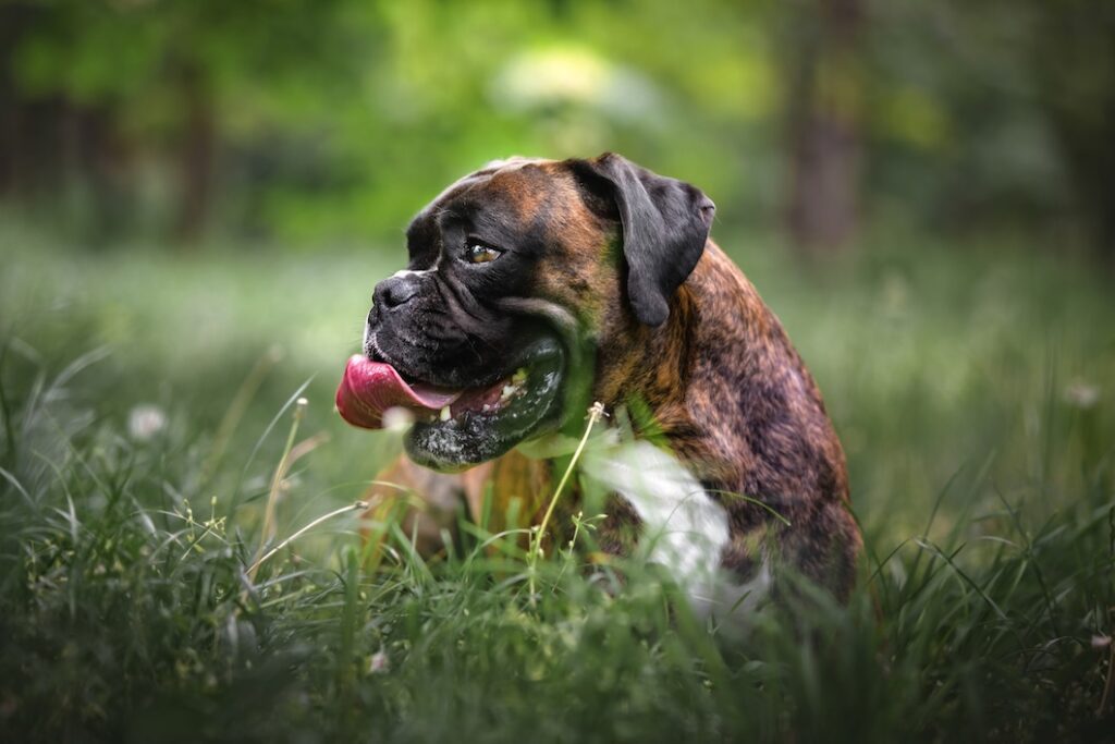 Male Boxer resting in forest grass on a summer day