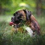 15 German Dog Breeds That Are Simply Wunderbar