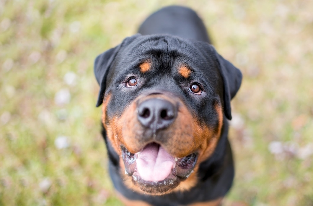 Happy Rottweiler looking up at the camera outdoors