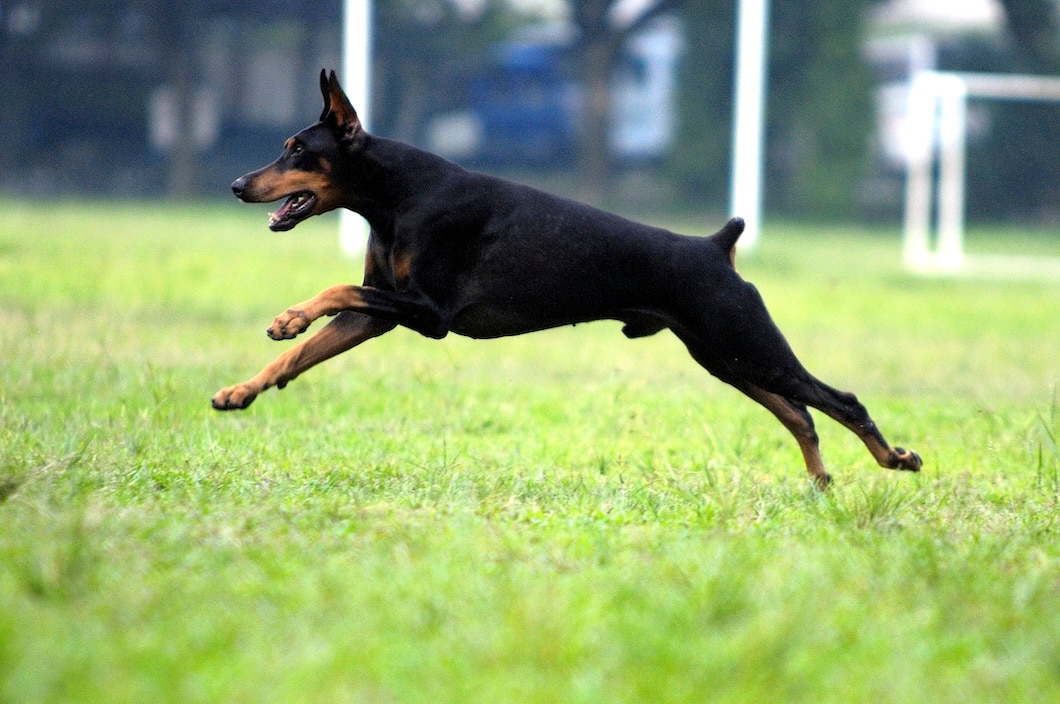 Doberman Pinscher running across a grassy field