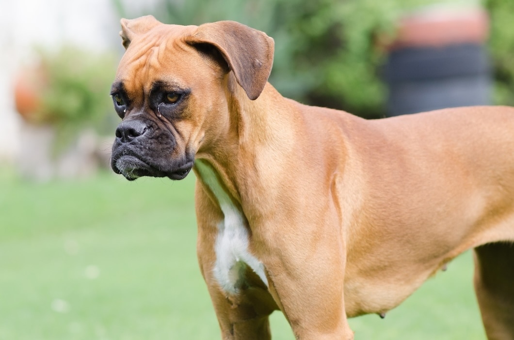 Boxer dog looking away from the camera outdoors