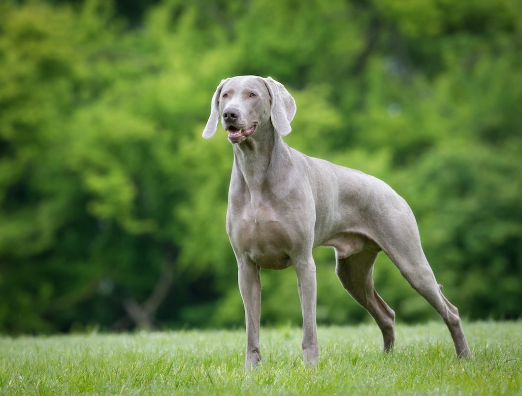 A Weimaraner standing outdoors in nature
