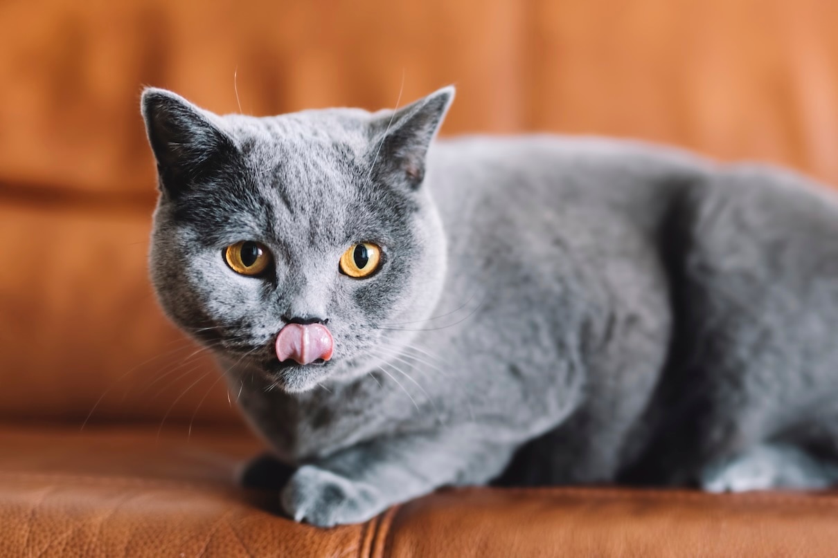 A blue British Shorthair cat loafing and licking her lips