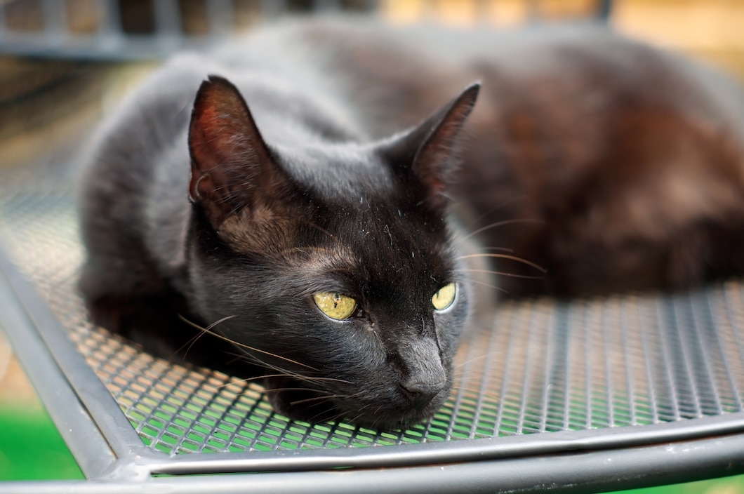A Havana Brown cat lying down