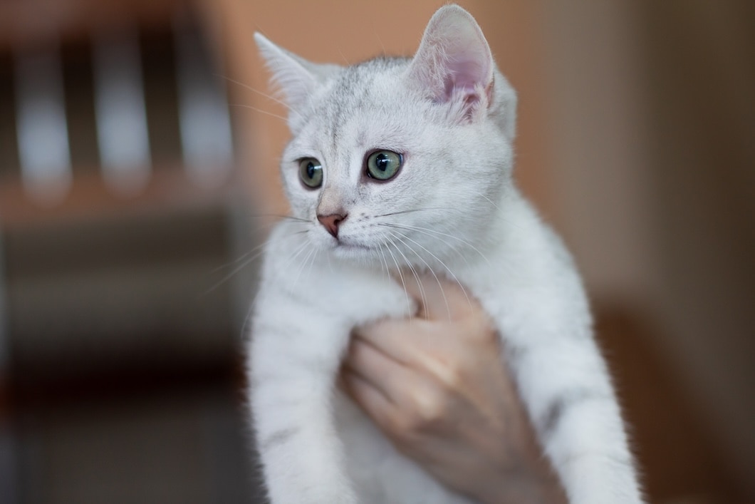 A silver Burmilla cat being held