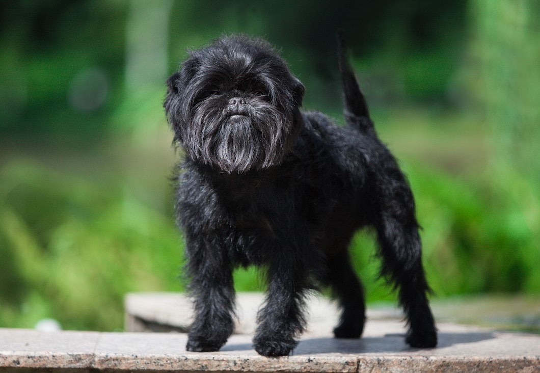 A black Affenpinscher puppy standing outdoors