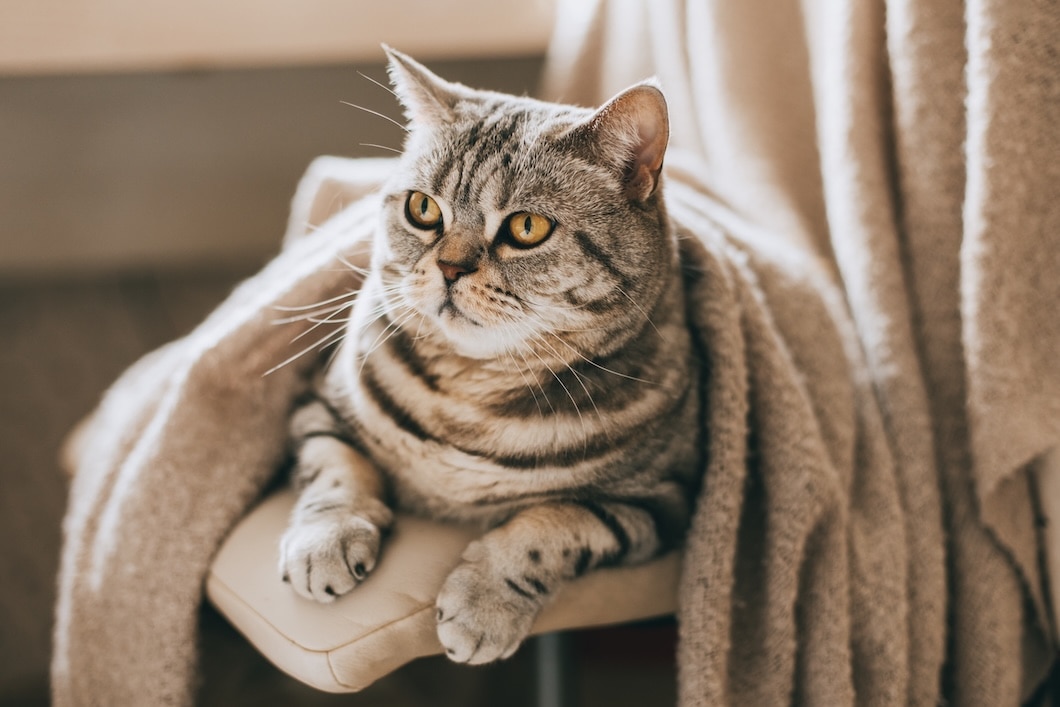 A brown tabby Scottish Straight cat