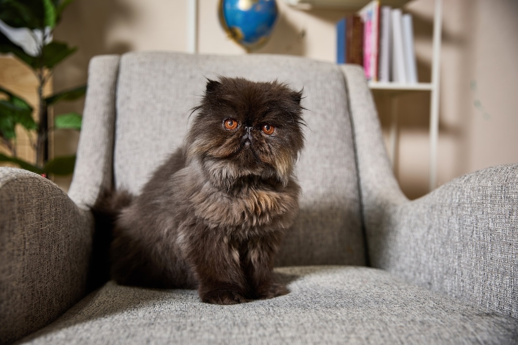 A black Persian cat sitting on a gray chair