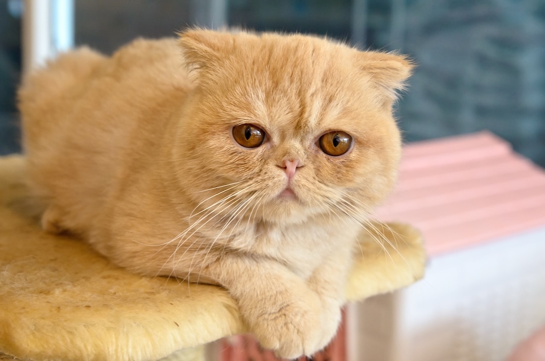 Orange Exotic Shorthair Cat on a cat tree