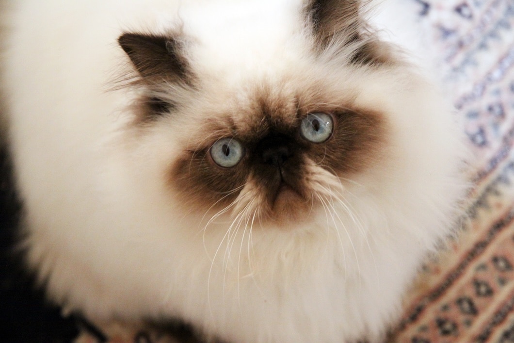 Seal Point Persian Cat sitting and looking at the camera