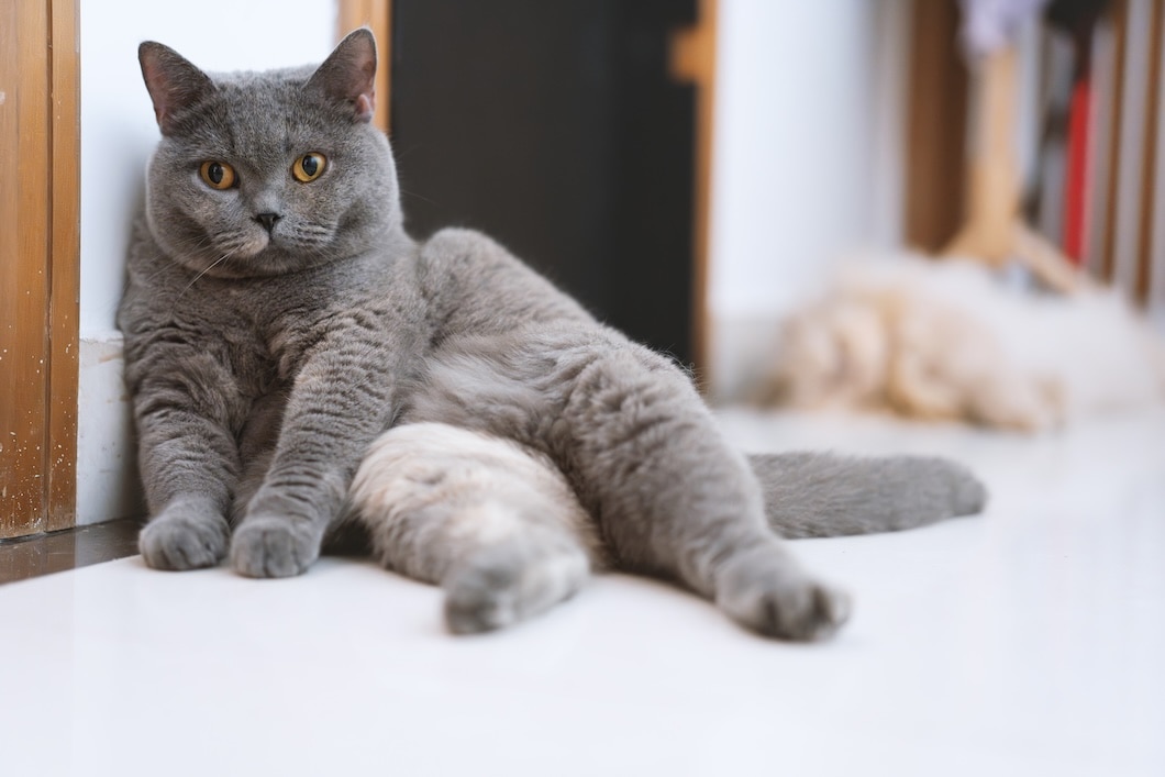 Grey British Shorthair Cat lying on a sofa