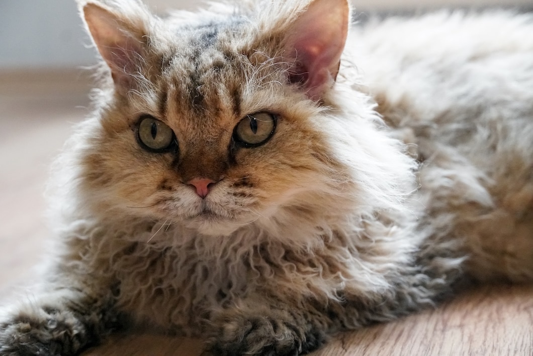 Orange Selkirk Rex Cat lying on the floor