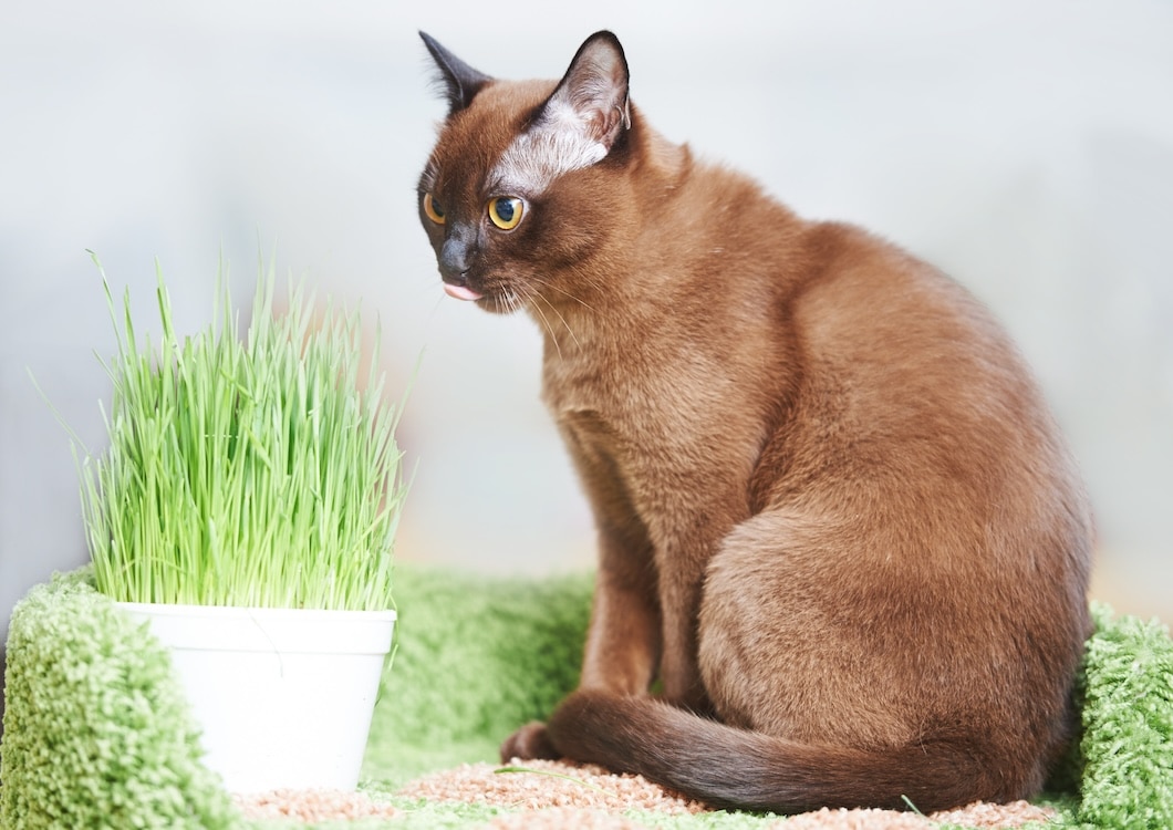 An American Burmese Cat with green pet grass