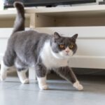 10 British Cat Breeds From Across the Pond