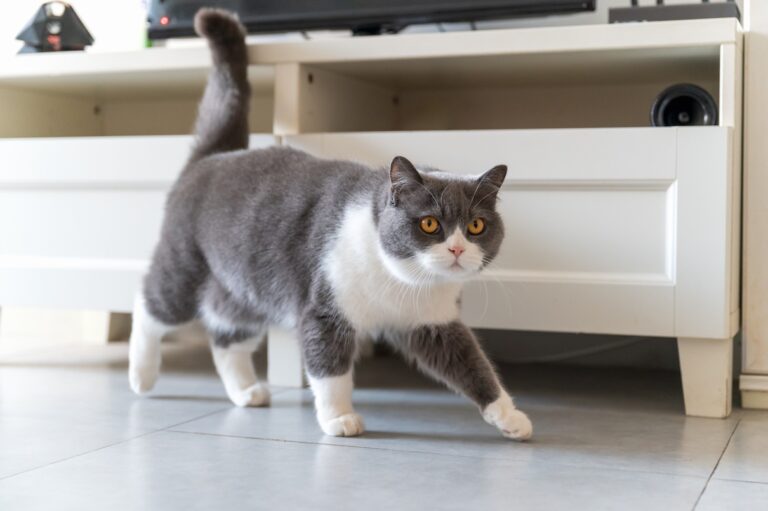 Gray and white British Shorthair cat walking across living room floor