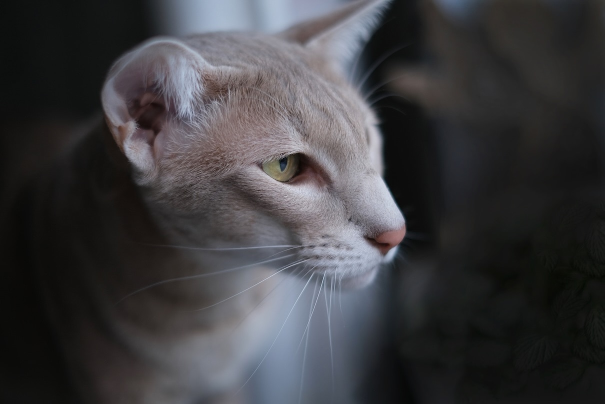 Close-up of an Oriental Longhair cat's face