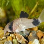 Corydoras Catfish Care Guide: Tank Setup, Diet, Tank Mates, and More