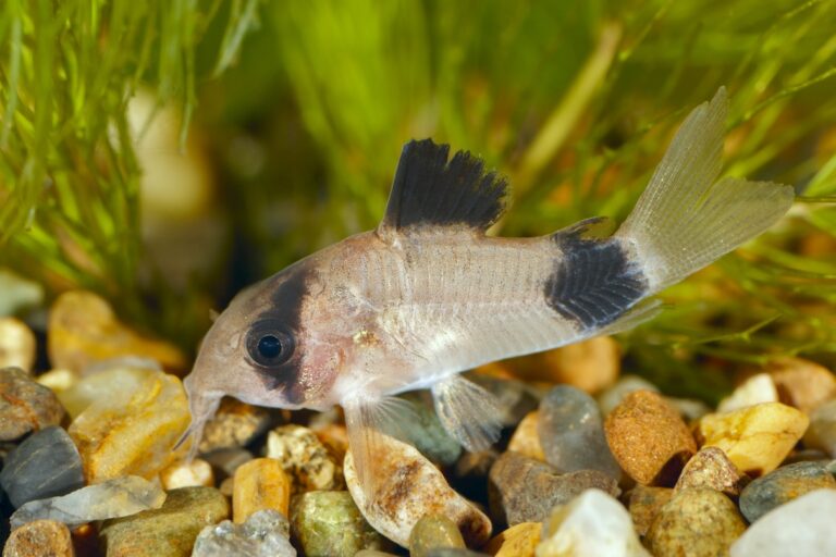 Panda cory cat at the bottom of a freshwater tank.