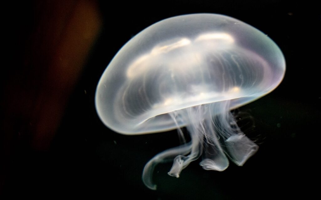 Moon jellyfish floating in an aquarium.
