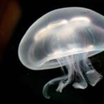 Moon Jellyfish Care Guide: Tank Setup, Diet, Tank Mates, and More