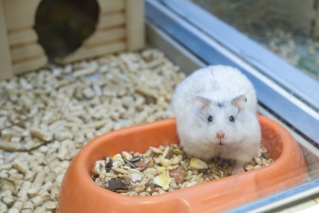 why is my hamster not eating; a pet hamster looks up at the camera from his food bowl.