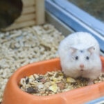 Why Is My Hamster Not Eating?