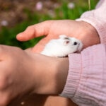 Why Does My Hamster Bite Me?