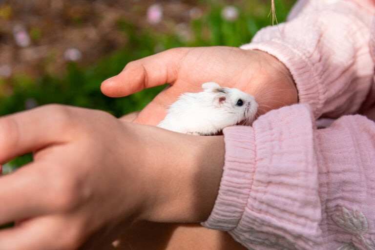 why does my hamster bite me; a pet parent holds their hamster.