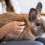 How To Hold a Rabbit Safely