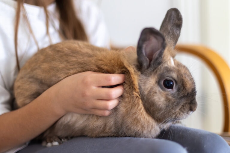 how to hold a rabbit safely; a pet parent holds a rabbit securely in her lap.