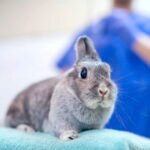 Should You Spay or Neuter Your Rabbit? Benefits and What To Know