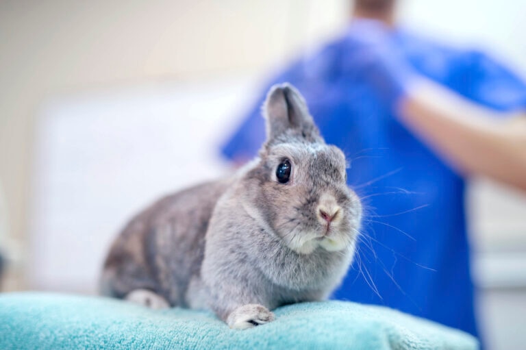 should you spay or neuter your rabbit; a rabbit sits on a veterinary exam table.