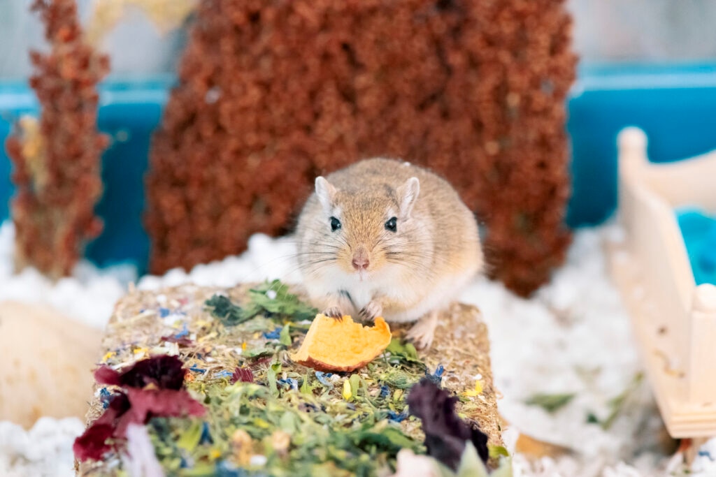how to create the perfect gerbil cage setup; a gerbil sits in their cage.